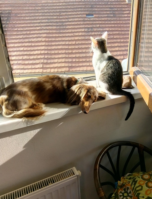 Meet Dr. Libby Hays2 Mobile Cat And Dog Vet