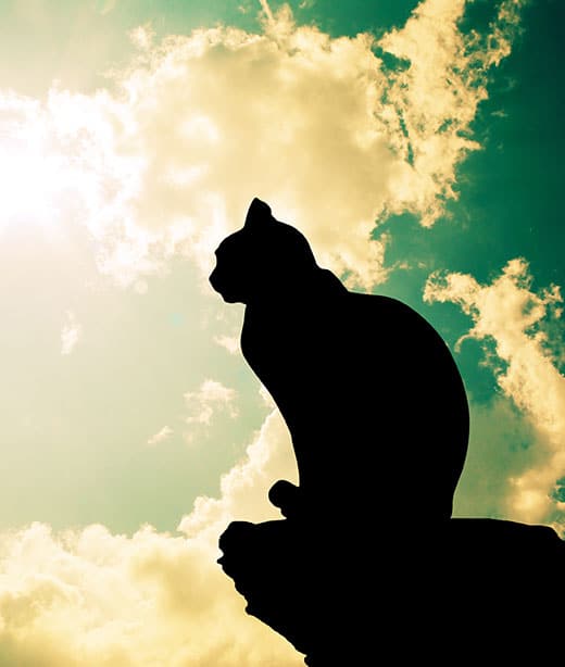 Euthanasia Mobile Cat And Dog Vet