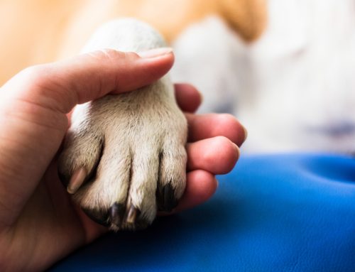 In-Home Euthanasia: What to Expect for You and Your Pet
