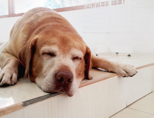 Remember Me? Recognizing Cognitive Dysfunction Syndrome in Pets