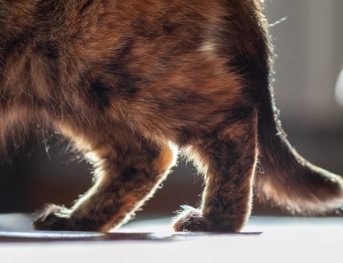 Understanding Feline Arthritis