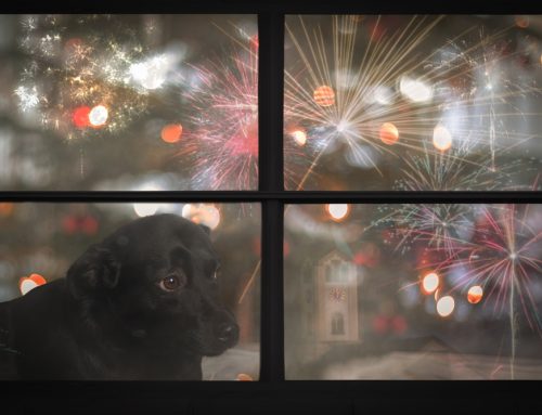 How to Celebrate July Fourth Safely With Your Pet