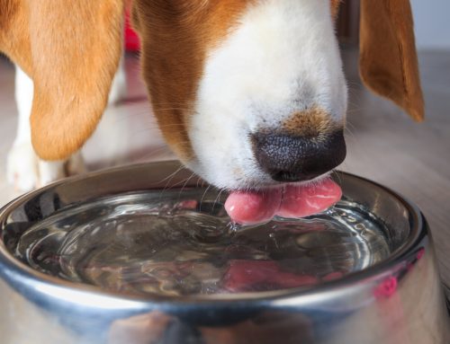 8 Reasons For Eating or Drinking Habit Changes in Pets