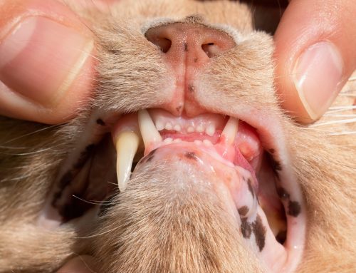 The Disappearing Tooth: Feline Tooth Resorption