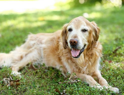 Encouraging Your Senior Pet to Eat: Expert Tips for Healthy Mealtimes