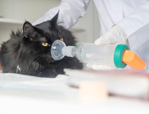 Help Your Cat Breathe Better: Understanding Feline Asthma