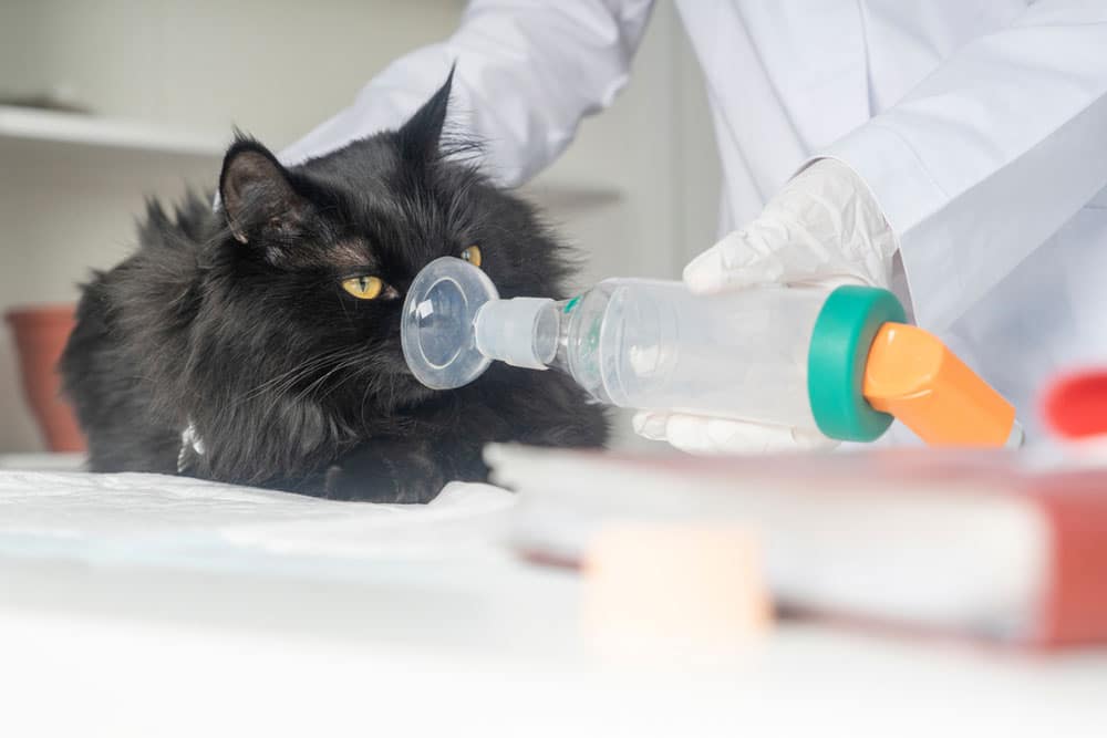 A black cat receives a breathing treatment using a nebulizer mask held by a person wearing a white coat and gloves. The scene is set in a veterinary clinic.