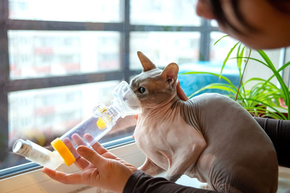 A Sphynx cat is being given asthma treatment with an inhaler held by a person. The cat is near a window with a view of buildings, and there is a green plant beside it.