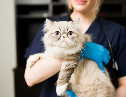 The Benefits of Mobile Veterinary Care: Less Stress for Pets, More Convenience for You