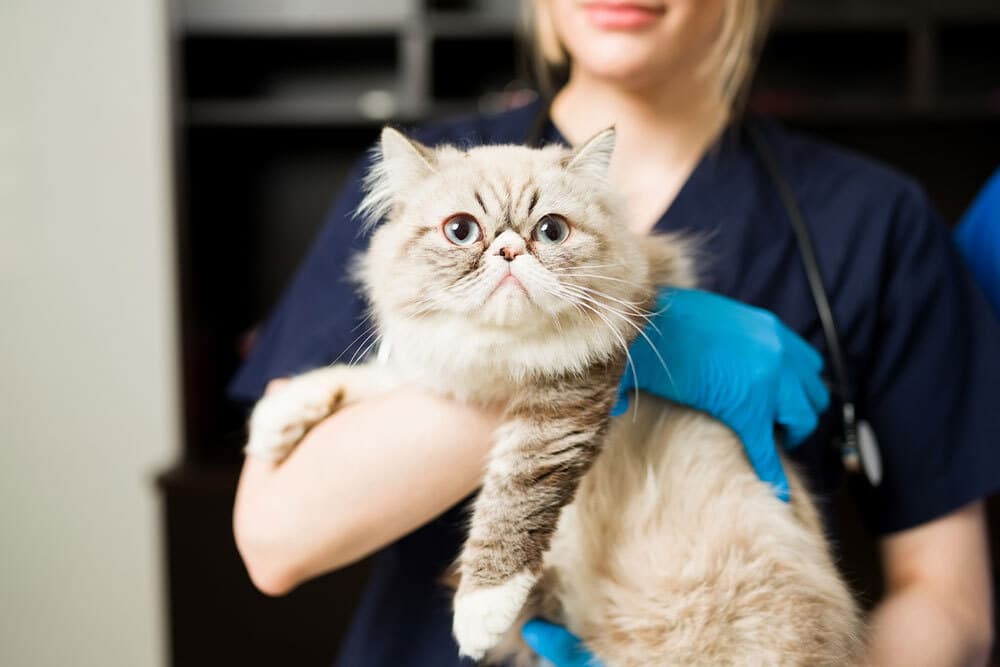 A woman wearing a dark uniform and blue gloves holds a fluffy, white and gray cat. The cat has round eyes and a flat face. She is smiling slightly, standing in a room with dark-colored furniture in the background.