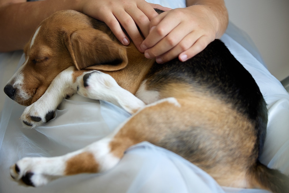 A beagle puppy is sleeping on its side, nestled on a person's lap. The person gently rests their hands on the puppy, showing a comforting and peaceful scene. The puppy has brown, black, and white fur.