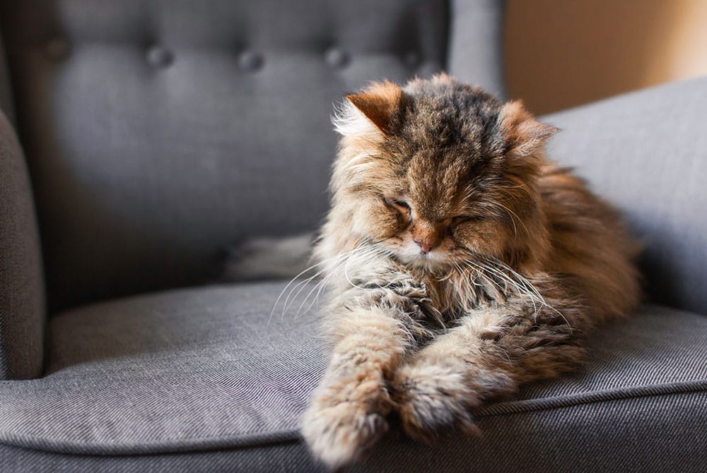 Fluffy cat with brown and black fur sleeping on a gray cushioned chair. The cat's paws are stretched out, and its eyes are closed, giving a peaceful appearance. The chair has button detailing on the backrest.