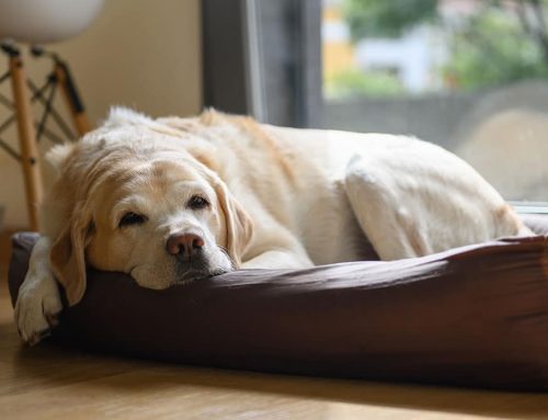 Ensuring Comfort at Home for Your Senior Pet