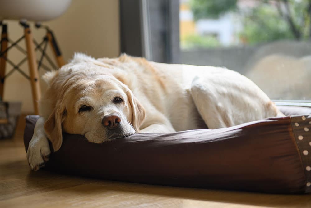 A golden Labrador retriever is lying on a brown dog bed near a window. The dog appears relaxed and is resting its head on the edge of the bed. Sunlight filters through the window, creating a cozy atmosphere.