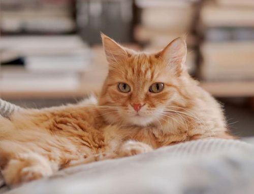 Managing chronic pain in senior cats