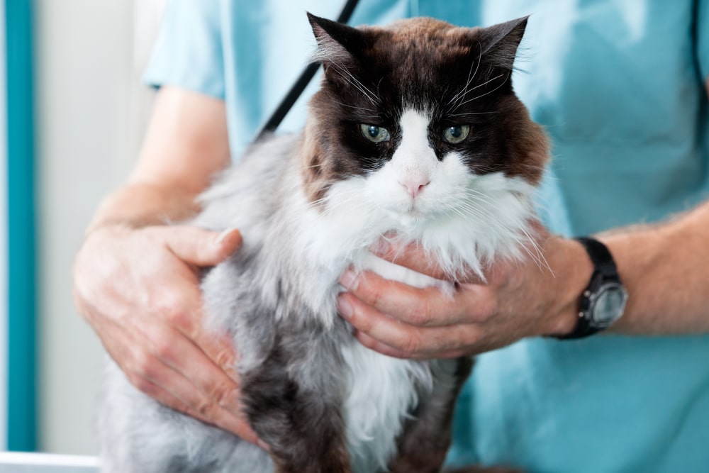A veterinarian wearing a light blue uniform gently holds a long-haired black and white cat during a check-up. The cat looks calm but slightly apprehensive.