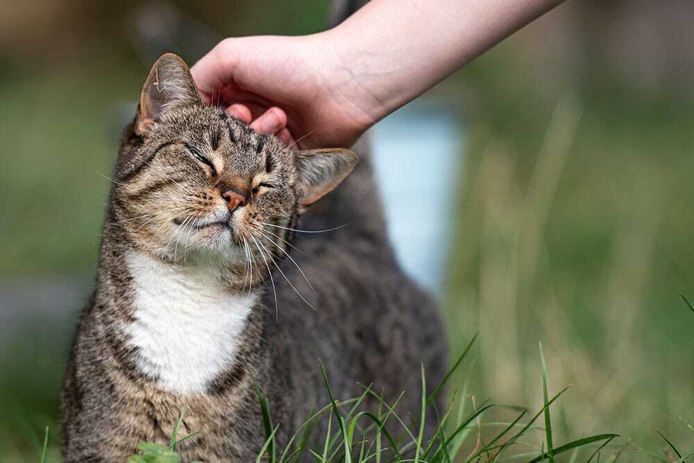A tabby cat with white fur on its chest sits in grass, eyes closed and looking content as a hand gently scratches its head.
