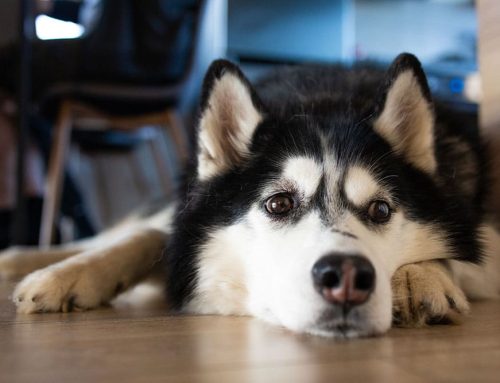 Seasonal Stress in Senior Pets: How to Keep Them Comfortable at Home