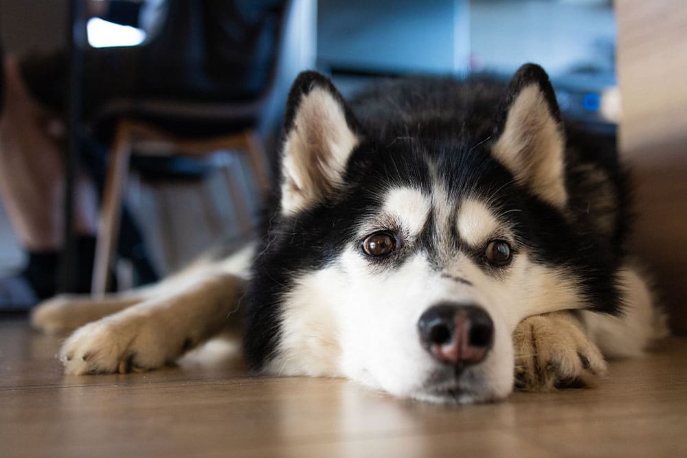 A close-up of a black and white Husky dog lying on a wooden floor with its head resting between its front paws, looking up with a calm and gentle expression. A chair and legs are visible in the background.