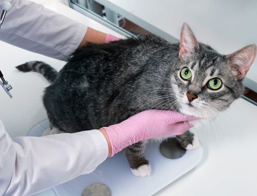 Weight Management in Senior Pets: The Balance Between Too Much and Too Little
