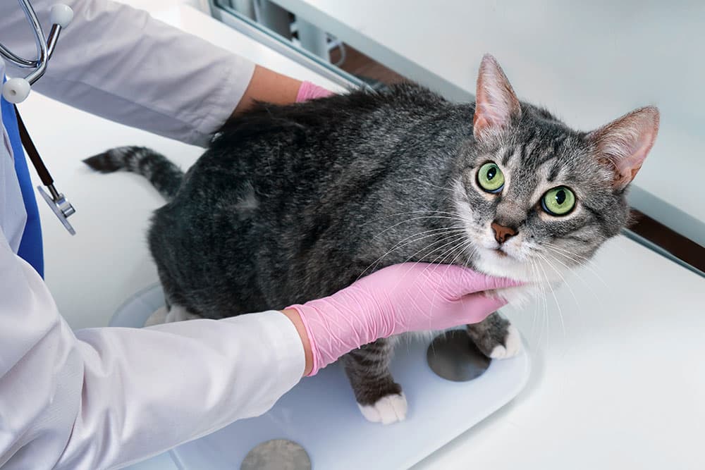A veterinarian wearing pink gloves examines a gray tabby cat with green eyes on a scale in a clinic. The cat looks alert while the vet gently supports it.