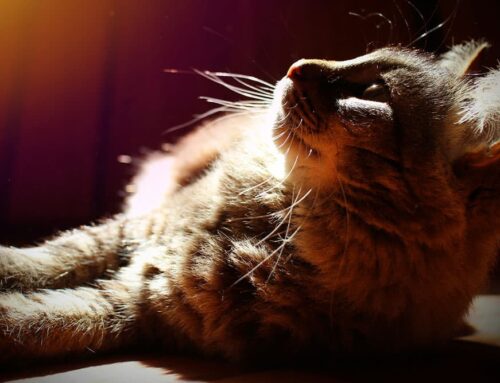 Heart Disease in Aging Pets: Spotting Subtle Symptoms Early