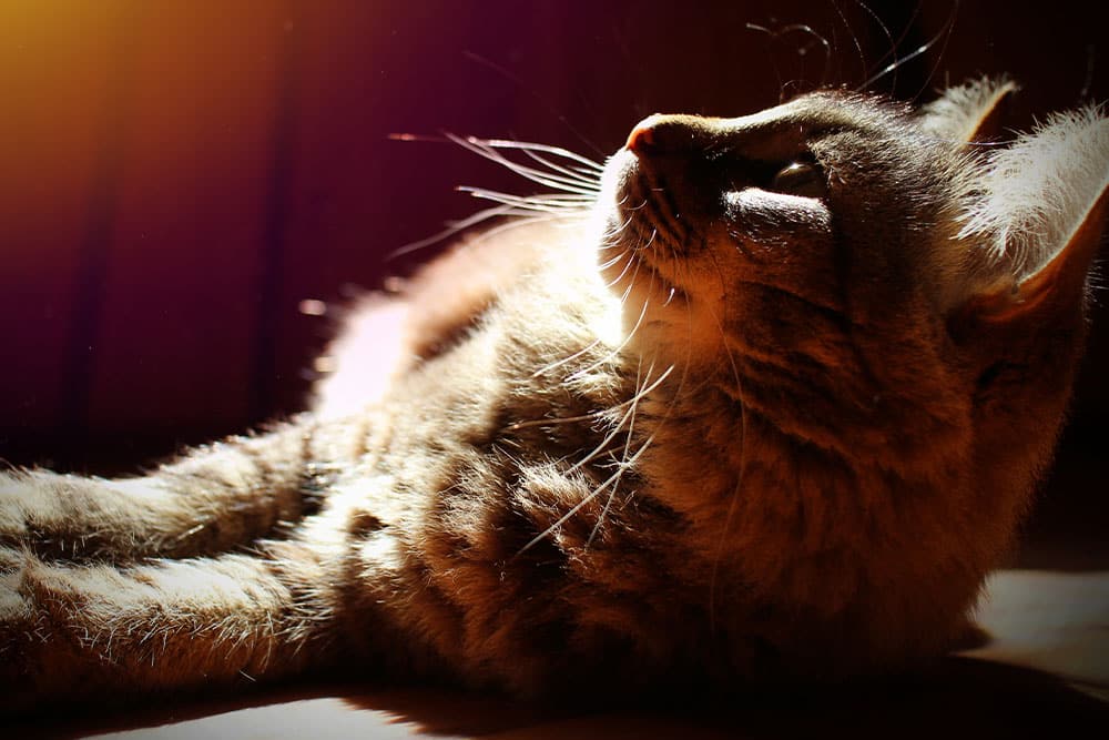 A tabby cat is lying down, basking in warm sunlight. The light highlights its whiskers and fur, casting a gentle glow and soft shadows on its relaxed face and body.