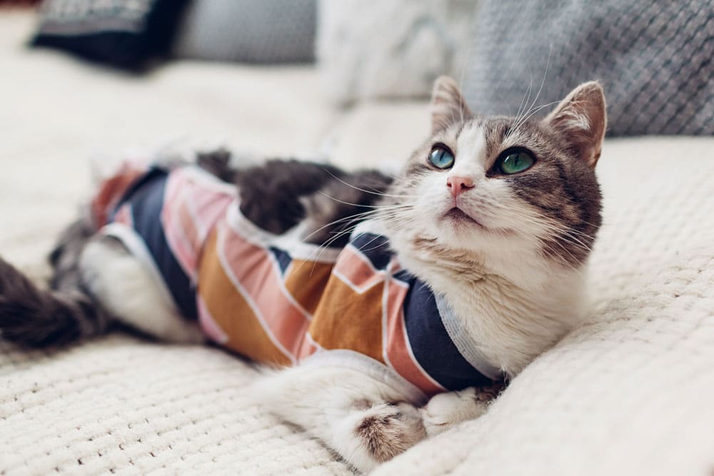 Gray and white cat wearing a colorful shirt lies on a cream knit blanket, looking upward with bright green eyes. Cushions and blurred background elements suggest a cozy indoor setting.