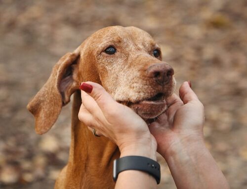 Pet Hospice Care: Providing Comfort at Home in Your Pet’s Final Days
