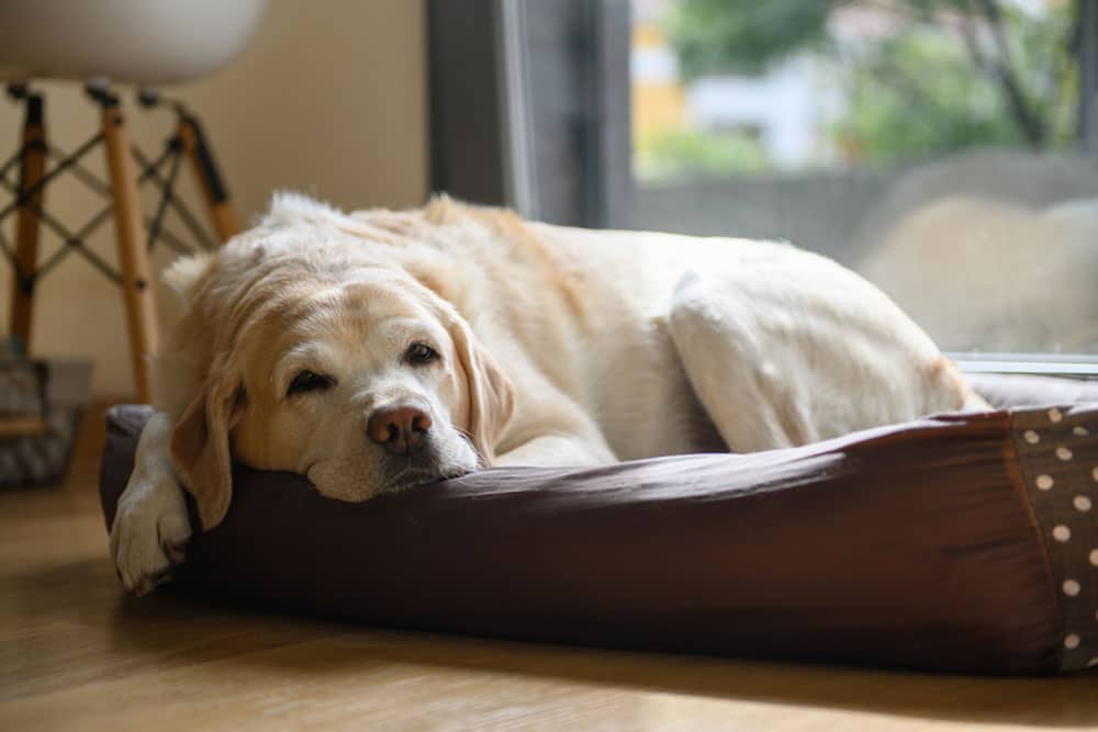 A yellow Labrador retriever rests its head on the edge of a brown dog bed, lying comfortably indoors near a window with soft daylight illuminating the scene.