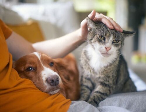 Heart Failure in Senior Pets: Recognizing Decline and Maintaining Comfort