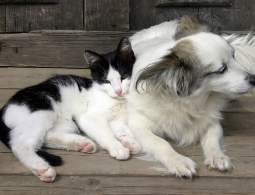 Letting Go Before the Crisis: Choosing Peace Over Emergency-