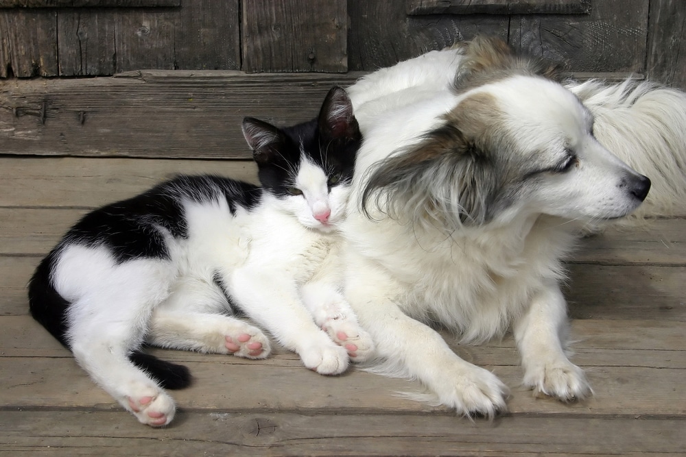 A black and white cat is snuggled up and sleeping against a fluffy white dog with gray patches. Both are lying on a wooden floor in front of a rustic wooden door.