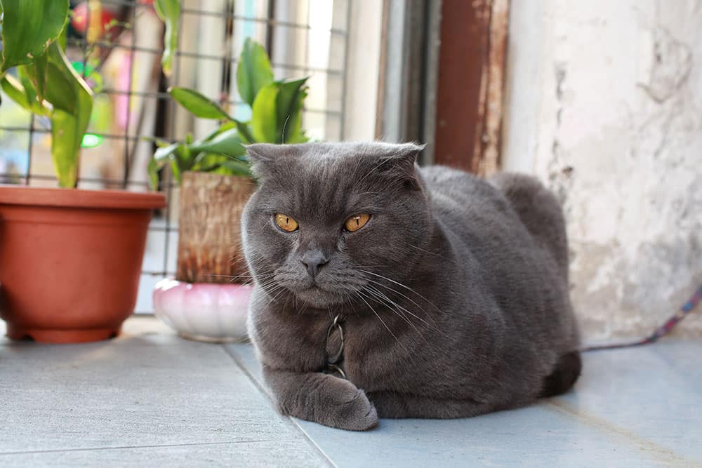 A gray, short-haired cat with folded ears lies on a tiled floor indoors near potted plants and a window with metal bars. The cat has bright yellow eyes and a calm expression.
