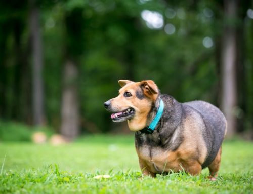 Body Condition Score: How to Score and Why It Matters