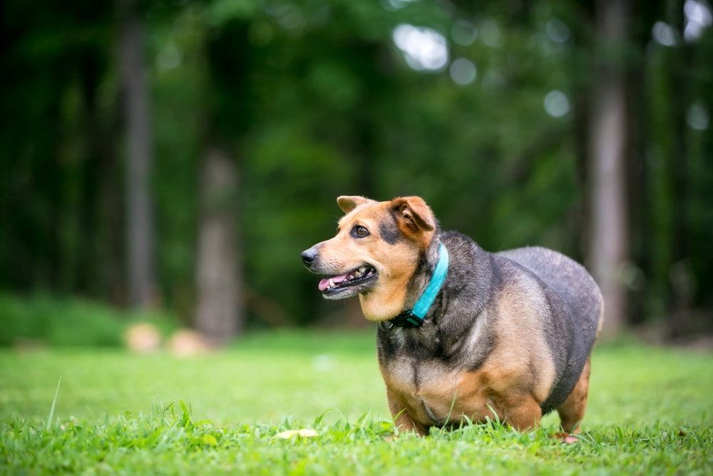 A chubby, short-legged dog with brown and black fur and a teal collar stands on green grass with a blurred forest background.