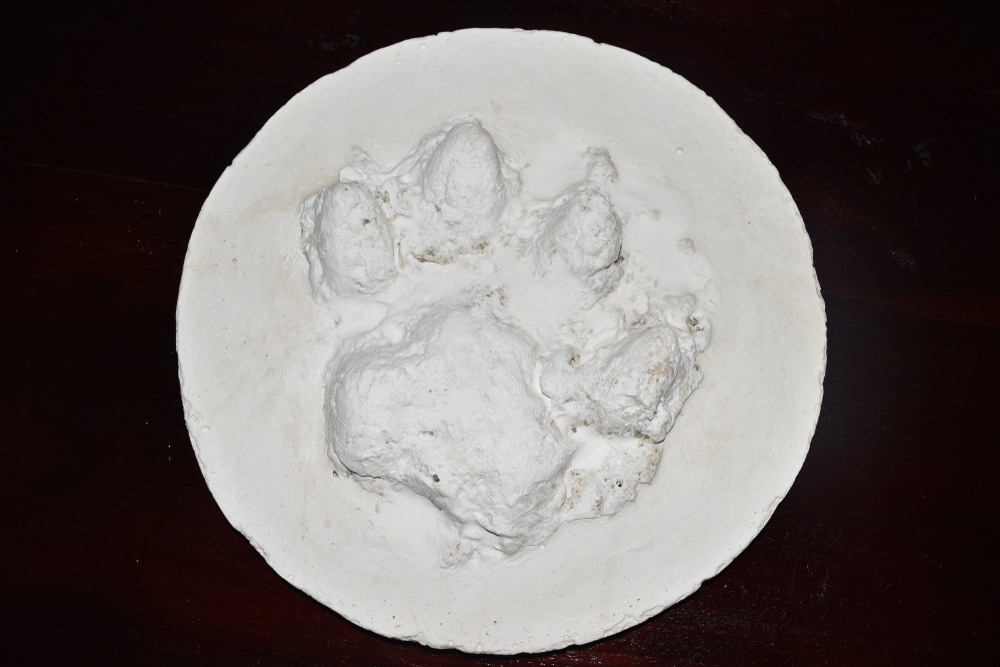A round plaster cast displaying the impression of a large animal paw print, possibly from a dog or wolf, set against a dark background.
