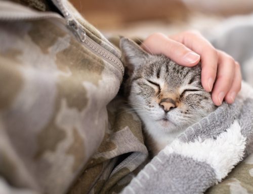 What Pet Parents Wish They Knew Before the Final Goodbye