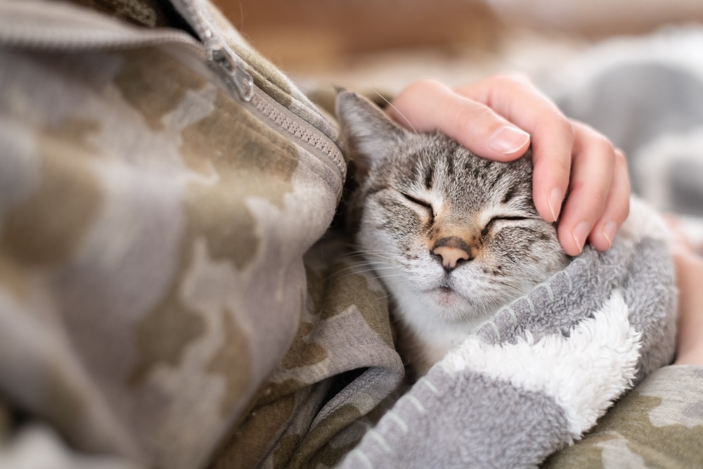 A person in camouflage-patterned clothing gently pets a relaxed, gray tabby cat resting with its eyes closed, wrapped in a soft gray and white blanket.