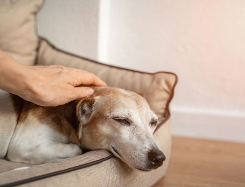 A Beautiful Last Day: The Case for Saying Goodbye at Home