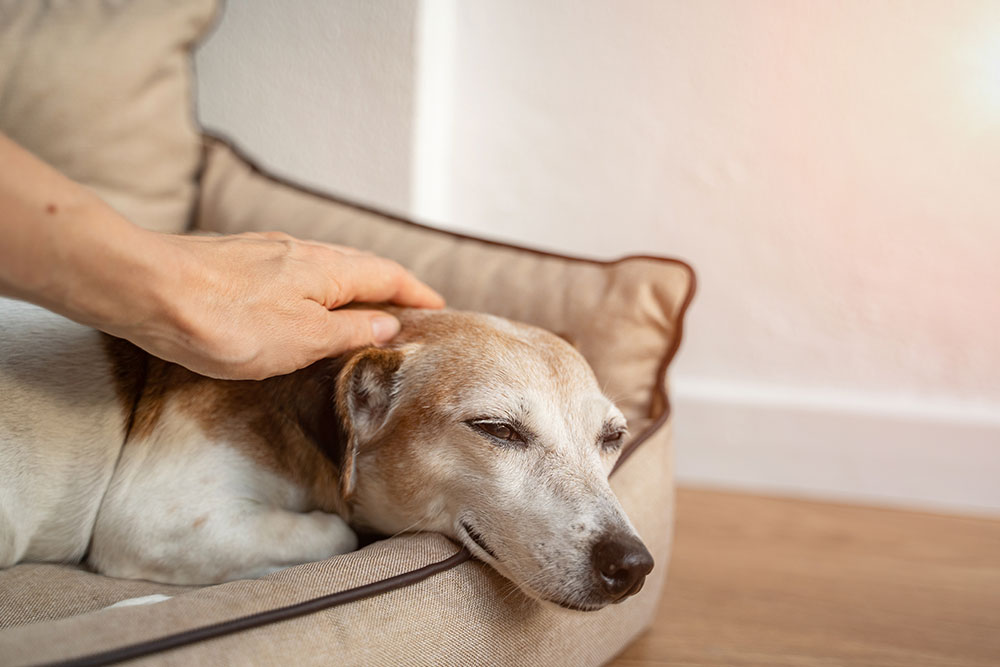 A hand gently pets the head of a relaxed, elderly dog lying comfortably in a soft beige dog bed, with sunlight softly illuminating the scene.