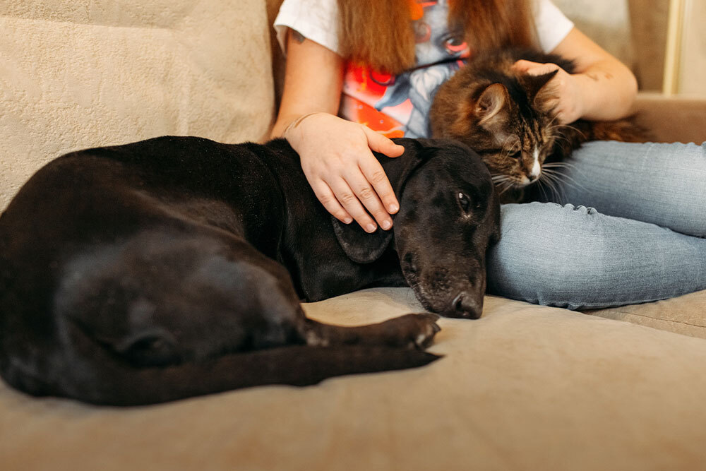A person sitting on a couch pets a brown tabby cat on their lap while a black dog lies beside them, resting its head and looking relaxed.