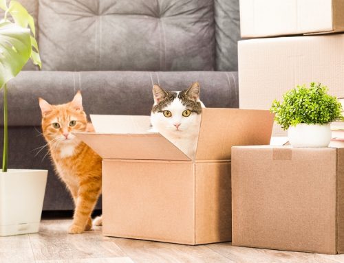 Is It Too Soon to Bring Home Another Pet After Losing Yours?