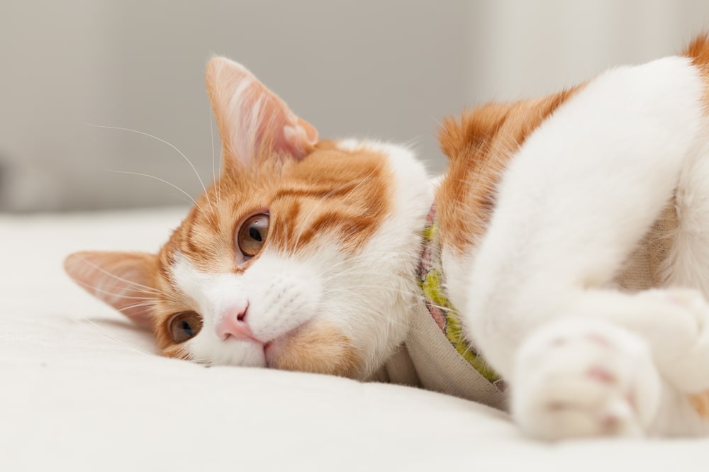 A ginger and white cat lies on its side on a white surface, looking relaxed and calm. Its head is slightly raised, and its eyes are open, gazing off into the distance.