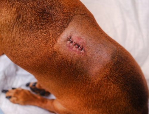 Can My Pet Still Live Well With IVDD or Degenerative Myelopathy?