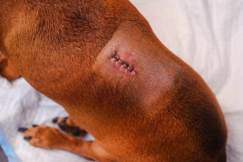 A brown dog with a shaved patch on its back showing a fresh surgical incision closed with stitches, lying on a white blanket.