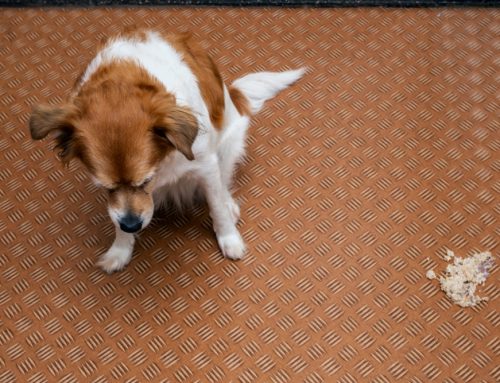 Can Palliative Care Help a Senior Pet With Chronic Vomiting?