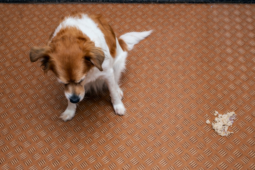 A small brown and white dog looks down at a mess of vomit on a brown patterned floor, appearing guilty or sad.