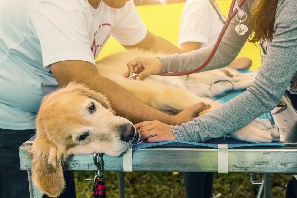 A golden retriever lies on a table while two veterinarians examine it with a stethoscope. The dog looks calm and relaxed during the checkup.