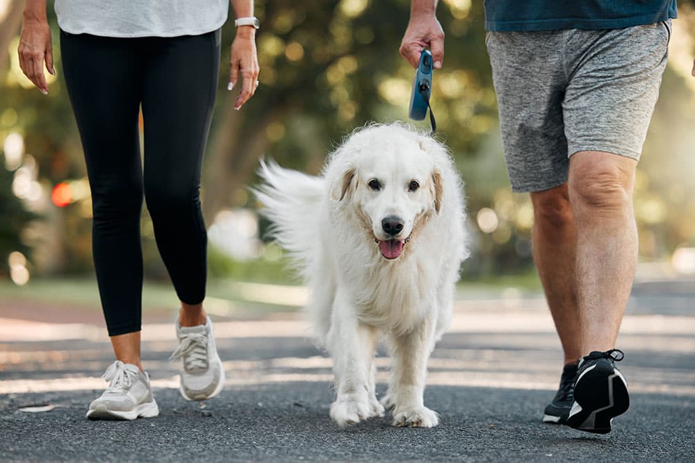 Two people are walking a fluffy white dog on a leash down a sunlit street. The dog looks happy with its tongue out, while the walkers wear athletic clothes and sneakers. Trees and greenery are visible in the background.